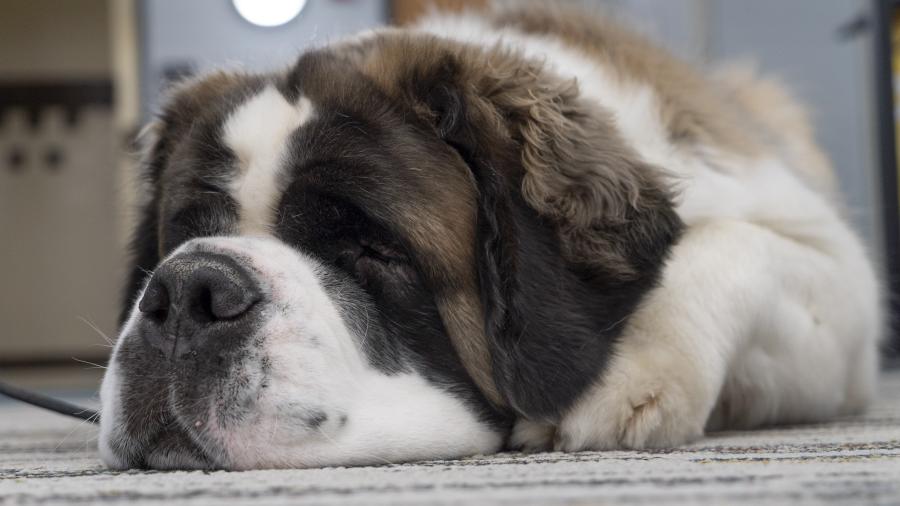 Close up on the face of Saint the St. Bernard university mascot laying down